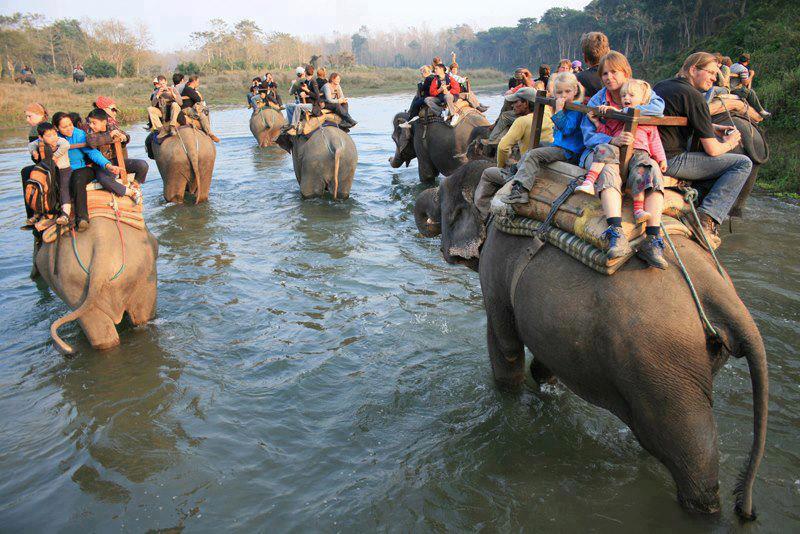 Jungle-safari-in-chitwan