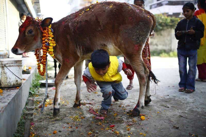 today-gai-tihar