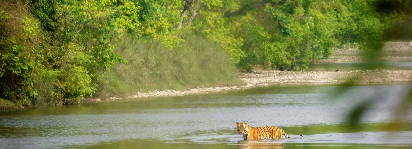 Bardia-national-park