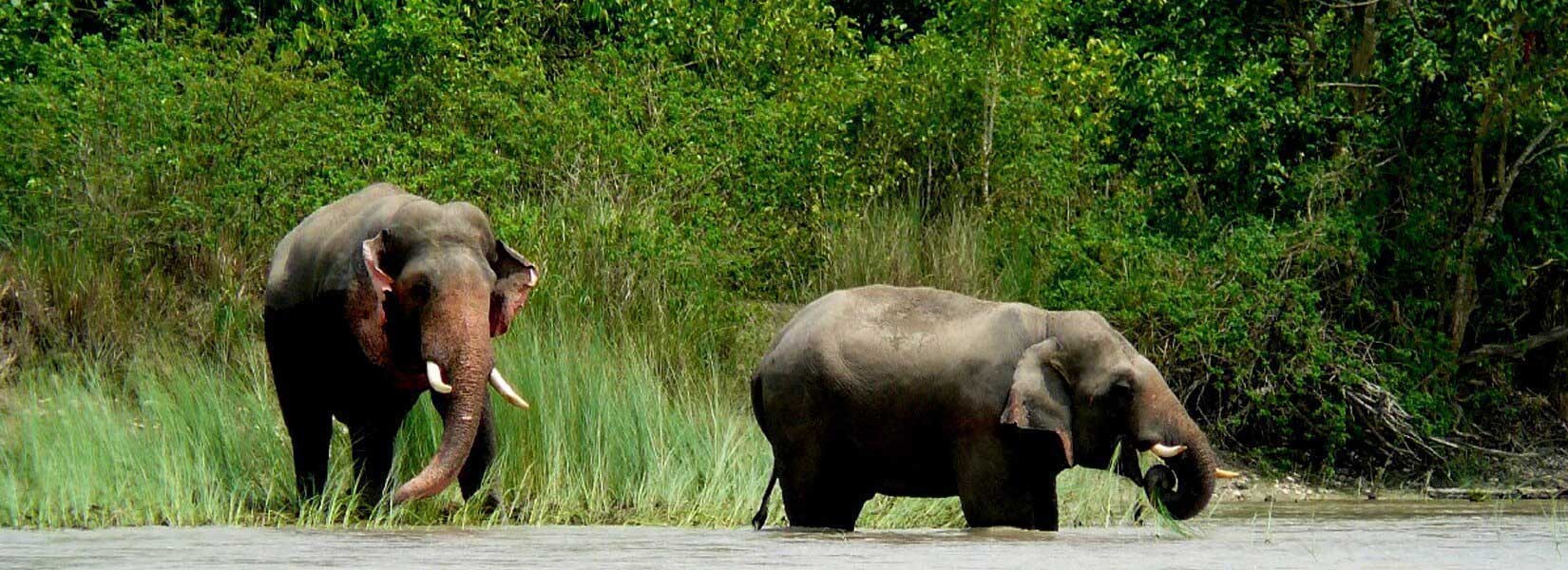 Jungle-safari-in-nepal